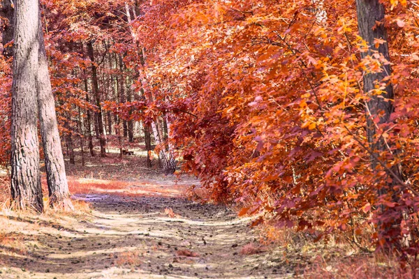 Sentiero Luminoso Nella Pineta Autunnale Con Alberi Alti Bellezza Del — Foto Stock