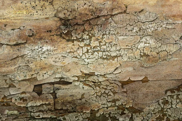 Struktur Sprucken Bark Ytan Tall Stam Närbild Naturlig Bakgrund För — Stockfoto