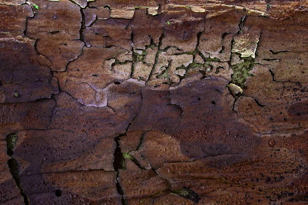 奇形怪状的松树树皮质感特写 各种图案 以裂缝的自然背景形式设计 — 图库照片