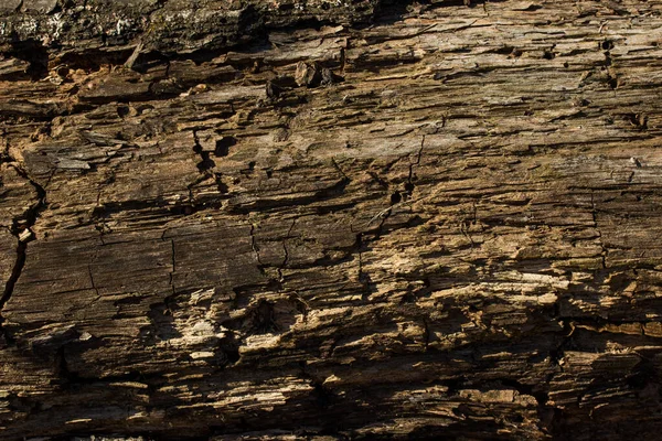 Keine Glatte Oberfläche Aus Altem Waldholz Hell Vom Sonnenlicht Beleuchtet — Stockfoto