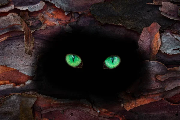 Big Green Eyes Dark Hole Pine Enchanting Wildlife Mystical Abstraction — Stock Photo, Image