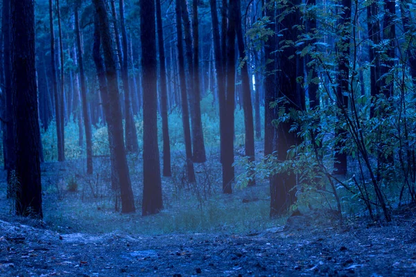 Floresta Noturna Mística Uma Névoa Luz Uma Atmosfera Emocionante Misteriosa — Fotografia de Stock