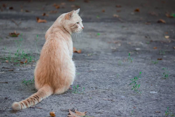 Lonely Red Cat Sitting Ground Portrait Profile Concept Cute Stray — Stock Photo, Image
