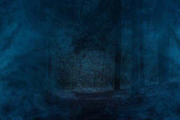 Mysterious night forest with tall pines covered with a blue mystical mist concept of nature and wilderness anyone around