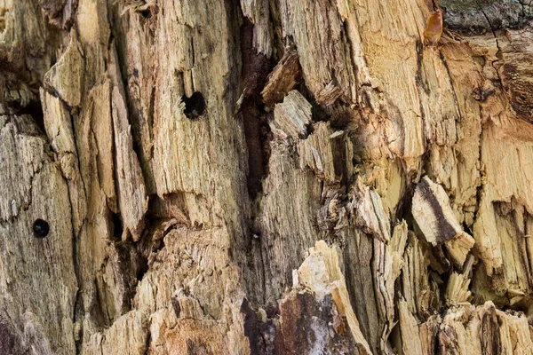Geschnittener Wald Baum Stamm Material Für Bau Tapete Für Design — Stockfoto