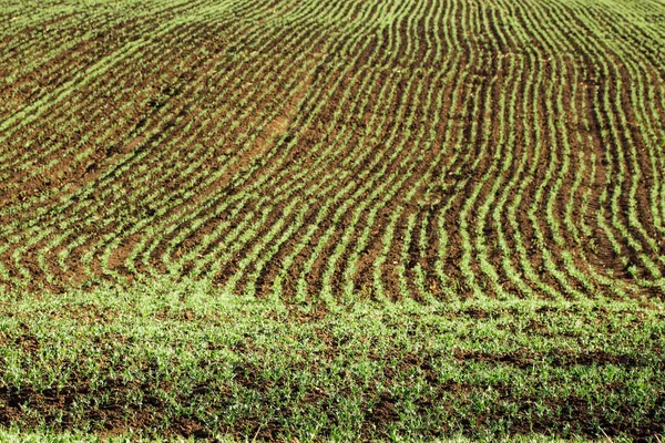 Riesiges Feld Mit Sämlingen Von Erbsen Konzept Der Landwirtschaft Leichter — Stockfoto