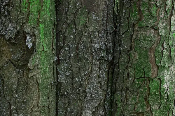 用明亮的绿色苔藓覆盖森林树木的树皮自然背景来设计迷人的墙纸 — 图库照片