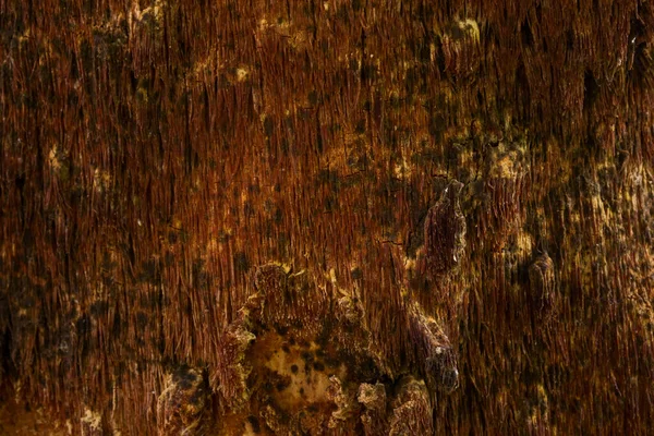 Forest Wood Bark Thin Small Cracks Dark Patterns Patches Mysterious — Stock Photo, Image