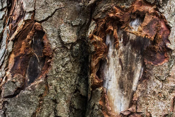 Alte Bäume Mit Teilweise Geschälter Rinde Wald Grunge Hintergrund Für — Stockfoto