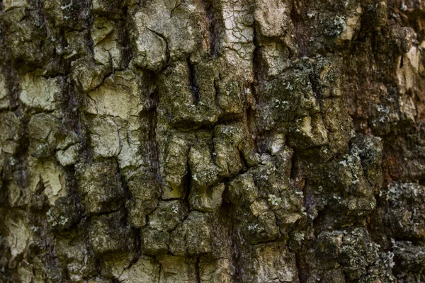 Kůra Kmeni Lesního Stromu Textura Detailní Okouzlující Přírodní Vzory Tmavé — Stock fotografie