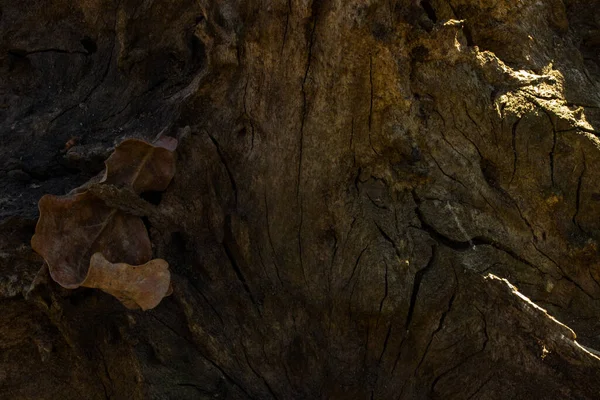 Fabelhafte Waldstruktur Alter Baumstamm Mit Dunklen Dünnen Rissen Nahaufnahme Hintergrund — Stockfoto