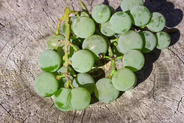 Bando Uvas Brancas Naturais São Brilhantemente Iluminadas Pela Luz Solar — Fotografia de Stock