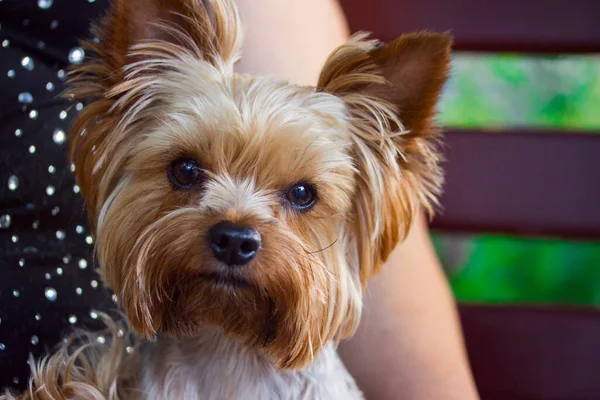 Şirin Yorkshire Teriyeri evcil hayvan tezgahları kavramının bulanık arka planında yakın plan