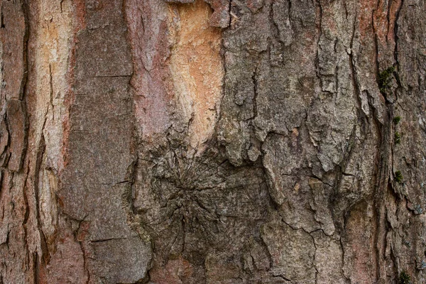 Doğal Desenli Renkli Ağaç Kabuğu Kısmen Yırtık Arka Plan Vahşi — Stok fotoğraf
