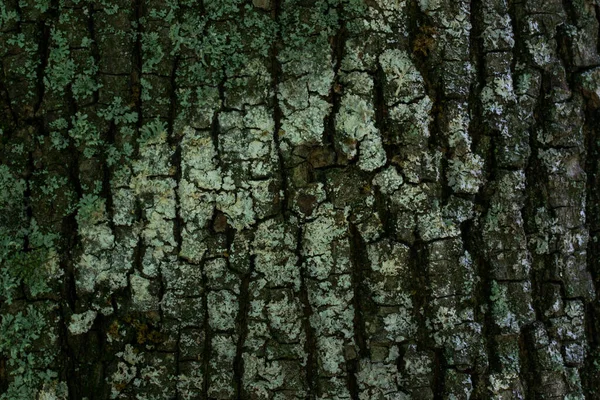 野生生物のデザインコンセプトのための森林植物の壁紙に亀裂の木の樹皮のクローズアップパターンの質感 — ストック写真