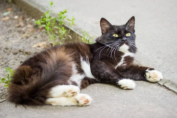 Preto Branco Gato Deitado Calçada Olhando Para Cima Conceito Bonito — Fotografia de Stock