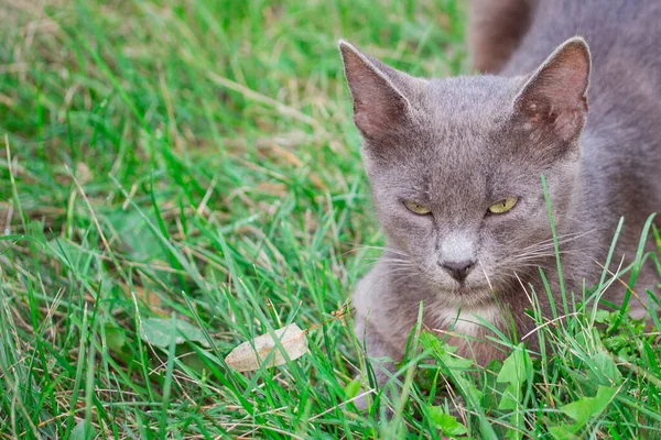 かわいい灰色の猫が緑の草の上に横たわっていてかわいい動物がいて — ストック写真