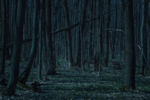 Bosque Nocturno Mágico Naturaleza Con Árboles Altos Misteriosos Nadie Alrededor —  Fotos de Stock