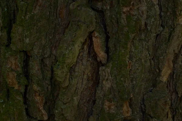 Kara ağacın çatlak kabuğu yosun ile kaplıdır. Orman bitkisi yüzeyinin esrarengiz dokusu yaban hayatı tasarım konsepti için arka plandadır.