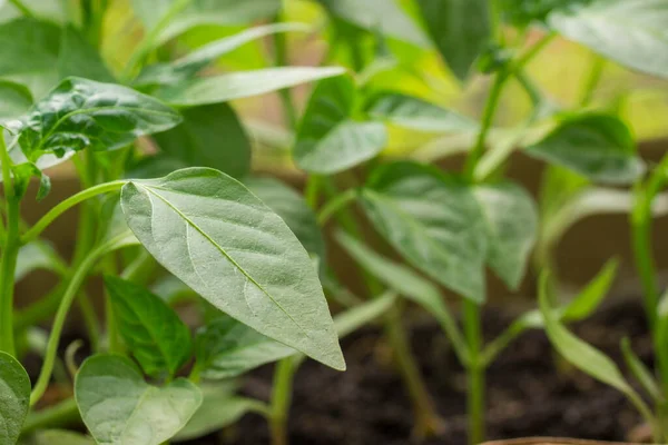 Tarım kavramının bulanık arka planında parlak yaprak biberi filizlenmesi