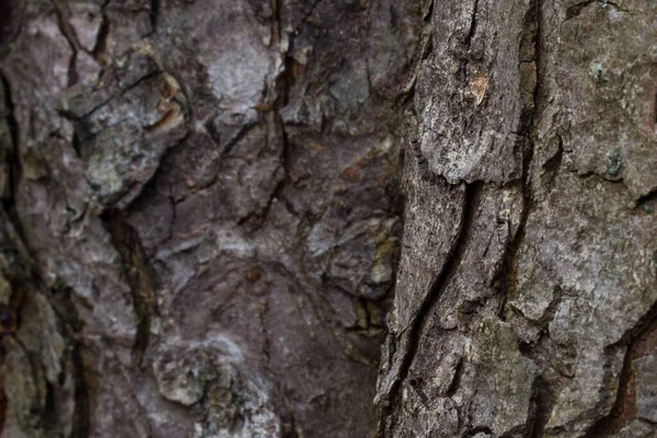 Abstracción Natural Corteza Árbol Gris Cerca Sobre Fondo Borroso Otro —  Fotos de Stock