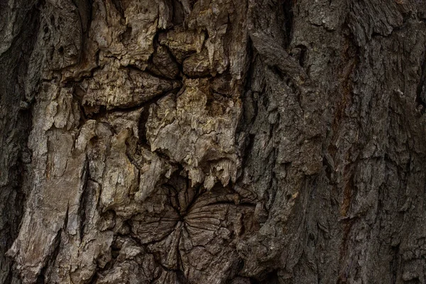 Charming Patterns Dark Thin Cracks Fabulous Tree Trunk Background Design — Stock Photo, Image
