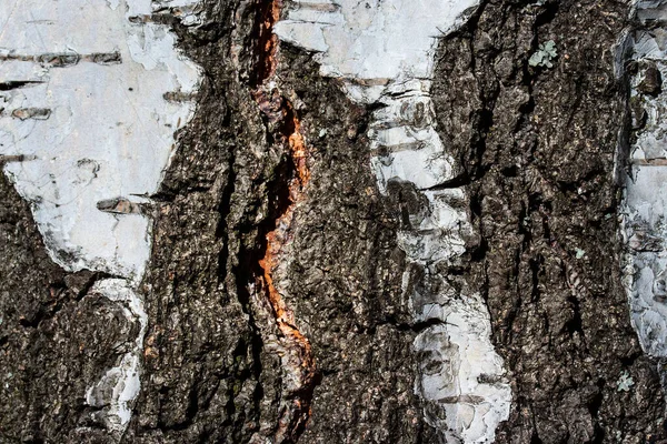 Brillante Naturaleza Salvaje Tronco Abedul Textura Primer Plano Con Fondo —  Fotos de Stock