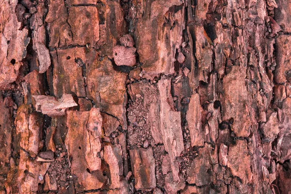 Velho Podre Árvore Tronco Closeup Rachado Casca Fundo Para Design — Fotografia de Stock