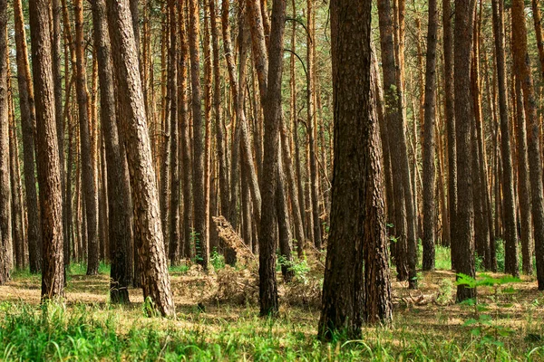 Yaz kozalaklı ormanları güzelliği ve uzun ağaçları ile hayrete düşürür. Doğanın güneşli günü kavramının etrafında kimse yoktur.