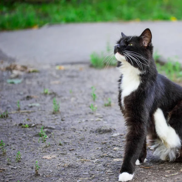 Orgulloso Gato Blanco Negro Fondo Borroso Concepto Naturaleza Falta Hogar —  Fotos de Stock