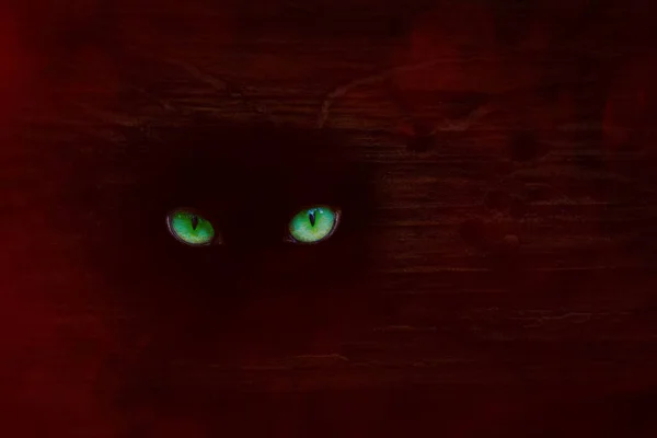 Green Eyes Mystical Beast Sparkle Tree Trunk Covered Red Night — Stock Photo, Image