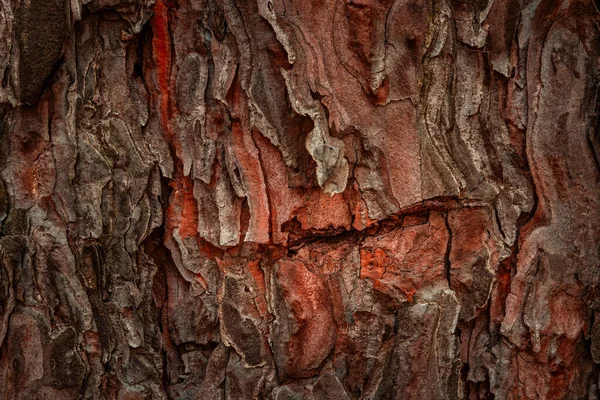 Textura Pino Fantástico Con Bordes Oscuros Ambiente Emocionante Fondo Natural —  Fotos de Stock