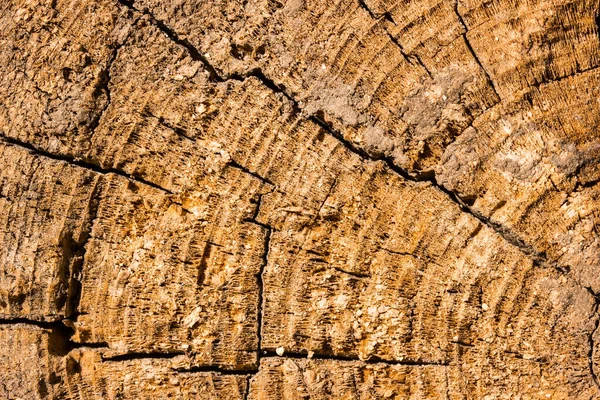 Helder Hout Textuur Close Met Patronen Van Scheuren Ruwe Ondergrond — Stockfoto