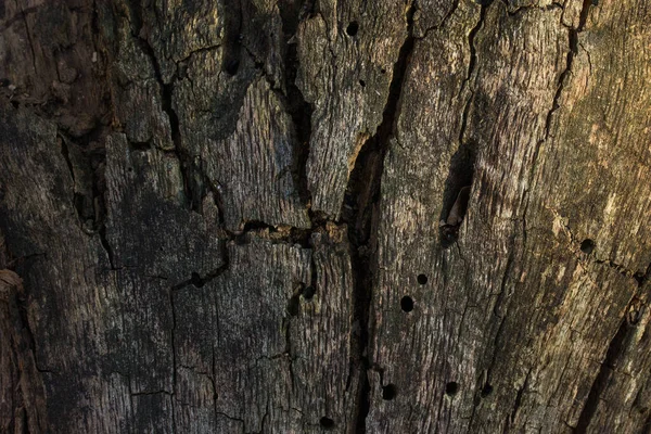 Madeira Floresta Rachada Cinzenta Sem Fundo Close Casca Para Conceito — Fotografia de Stock