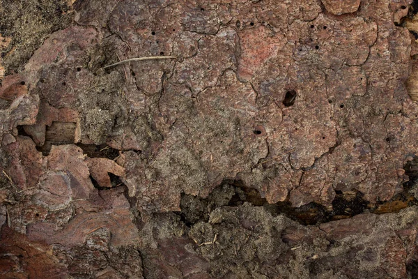 褐木树皮质感肮脏开裂的背景设计 — 图库照片