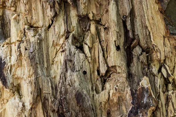 Wald Holz Alter Zerrissener Baumstamm Mit Unebener Oberfläche Und Natürlichem — Stockfoto