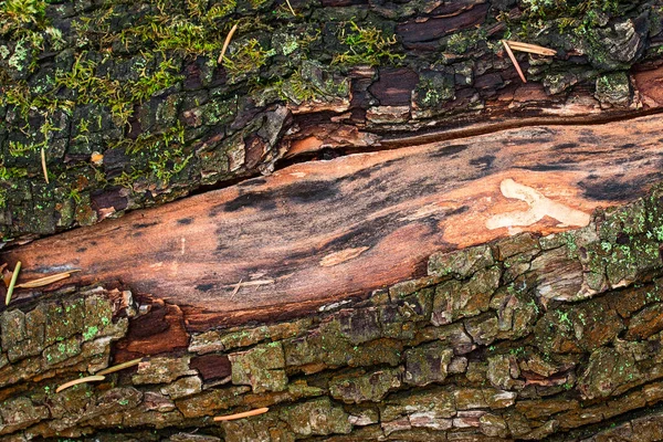 Textura Pinho Log Deitado Sol Com Uma Longa Rachadura Casca — Fotografia de Stock