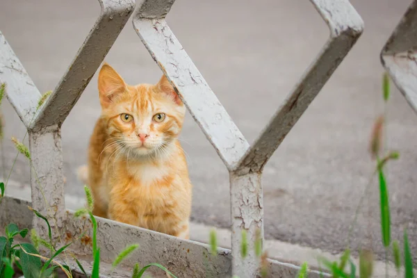 ホームレスや動物という大きな美しい目の概念を持つかわいい赤い子猫の肖像画 — ストック写真