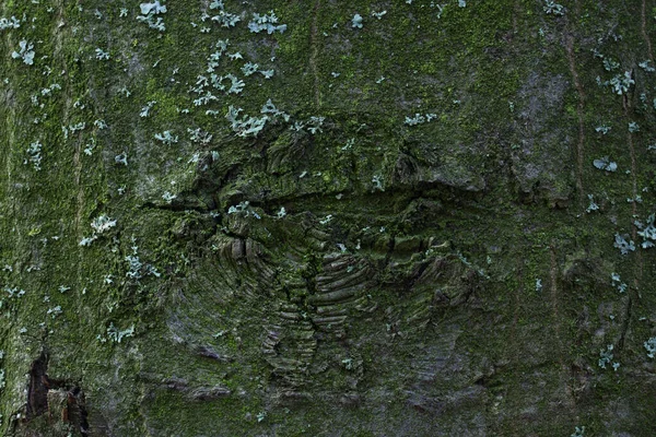 Patrón Tronco Árbol Forestal Cubierto Musgo Verde Fondo Primer Plano —  Fotos de Stock