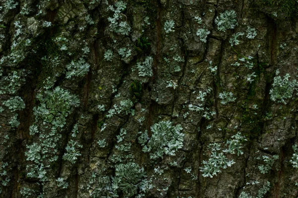 Superficie Lisa Tronco Árbol Cubierto Corteza Oscura Gris Oscuro Musgo — Foto de Stock