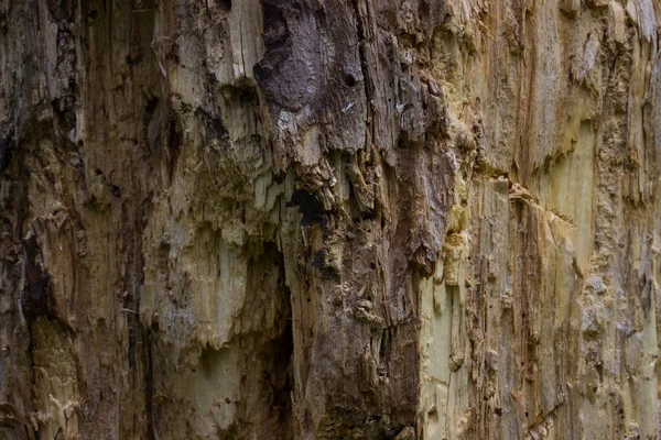 Orman odununun pürüzsüz yüzeyi değil. İnşaat için doğal malzeme. Tasarım konsepti için grunge arkaplan.