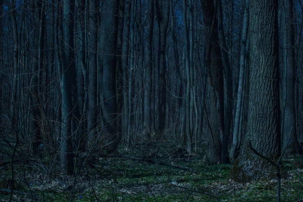 Gece ormanı, uzun ağaçlar ve yeşil çimenler çevreyi büyülüyor. Etrafta temiz ve güzel kimse yok.