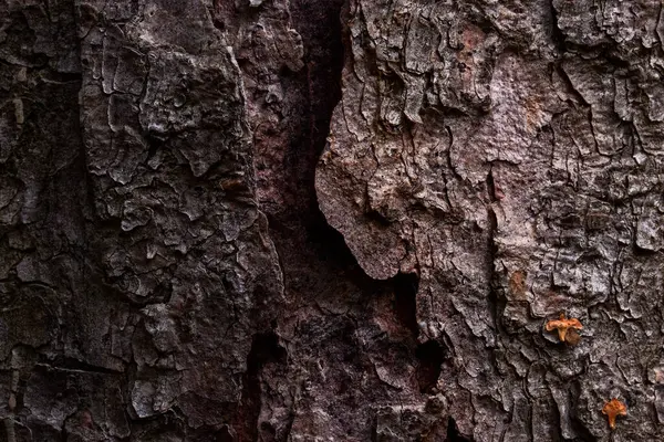 Koyu Gri Ağaç Kabuğu Deseni Tasarım Için Doğal Arka Planda — Stok fotoğraf