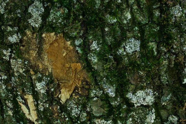 Pień Drzewa Leśnego Pokryty Jest Częściowo Obraną Korą Zielonym Mchem — Zdjęcie stockowe