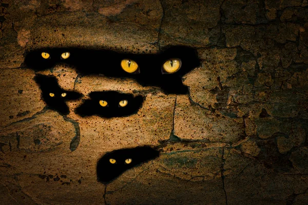 orange eyes of wild animals shine in the dark holes of an old pine tree close up wildlife concept wallpaper for halloween