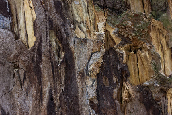 wood forest texture old cracked trunk without bark natural building material concept of industry and woodworking
