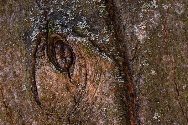 Breathtaking Oval Pattern Surface Tree Trunk Close Natural Background Design — Stock Photo, Image
