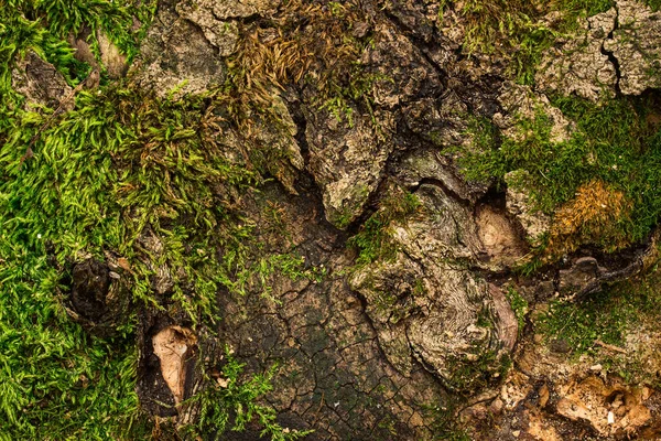 Текстура Старого Дерева Заросла Ярко Зеленым Мхом Крупным Планом Лесного — стоковое фото
