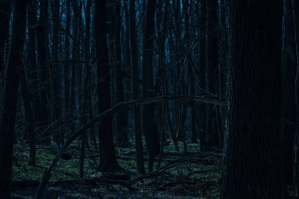 Bosque Nocturno Mágico Oscuro Nadie Está Alrededor Solo Árboles Altos —  Fotos de Stock
