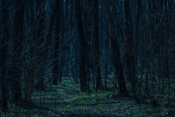 Trilha Que Leva Densa Floresta Noturna Fascinante Atmosfera Misteriosa Ninguém — Fotografia de Stock